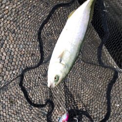 朝練、ツバス好調！