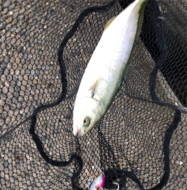 朝練、ツバス好調！