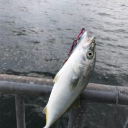 ノマセ がスゴい