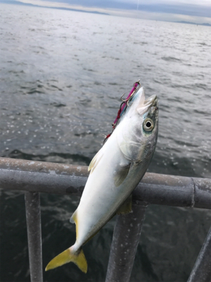 ノマセ がスゴい