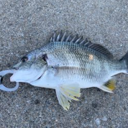 うなぎ、キビレ