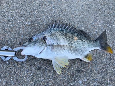 うなぎ、キビレ