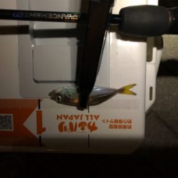 アジング メバリング