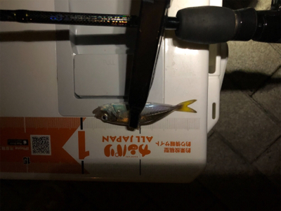 アジング メバリング