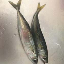 南港サバ楽しい！