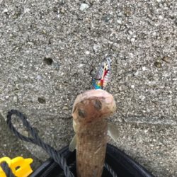 ワインド太刀魚からジギング