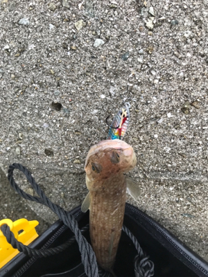 ワインド太刀魚からジギング