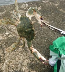 鈴鹿サーフ!マゴチシーズン突入ですね