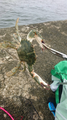 鈴鹿サーフ!マゴチシーズン突入ですね