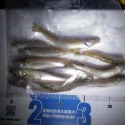 シロギスを求めて日本海