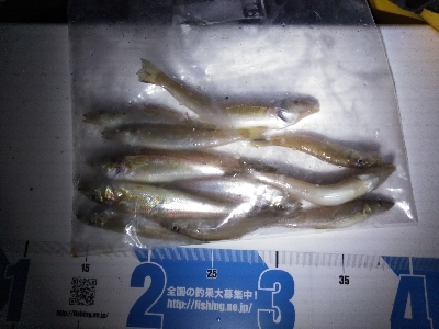 シロギスを求めて日本海