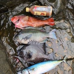 見老津で磯釣り