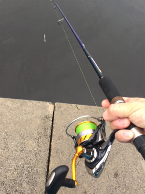 ツバス多いです！