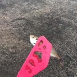 豆アジング超ムズ