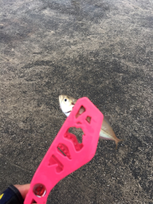 豆アジング超ムズ