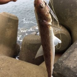 タチウオテンヤとジグサビキ