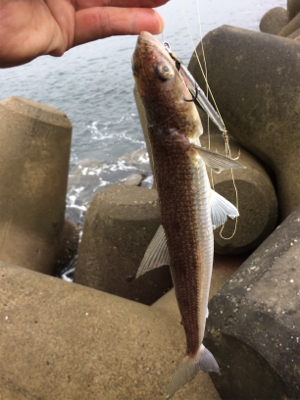 タチウオテンヤとジグサビキ