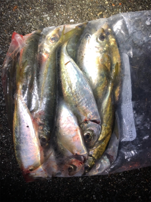 アジング好調キープ！