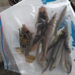 ココはパラダイスか