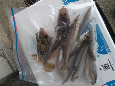 ココはパラダイスか