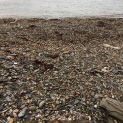 初めて釣れました