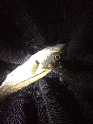 ジメジメ吹っ飛ばすライトゲーム!