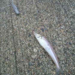 キスとかさごが釣れました