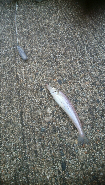 キスとかさごが釣れました