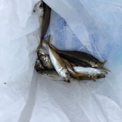 シーサイドコスモでメバリング・アジング