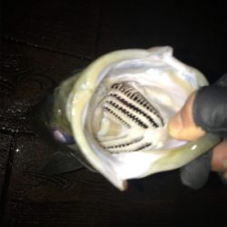 ナイトだけ？少しマシなサイズ