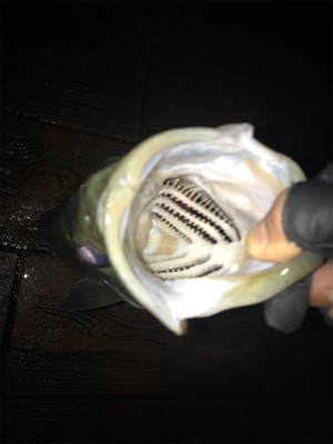 ナイトだけ？少しマシなサイズ