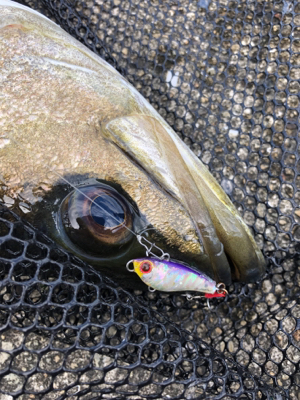 アワビチューンでまさかのナナマル シーバス