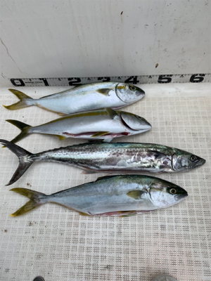 マイボート祝日釣行