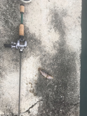 ベイトでロック