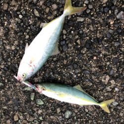 小豆島キャンプ 初ダブルヒット！！