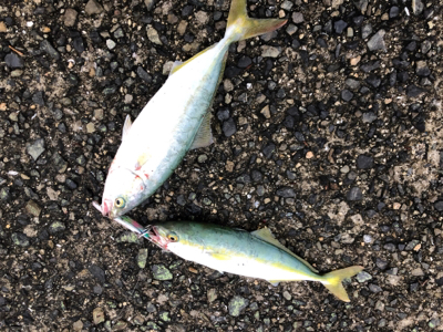 小豆島キャンプ 初ダブルヒット！！