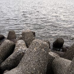 タコシーズン開幕か?