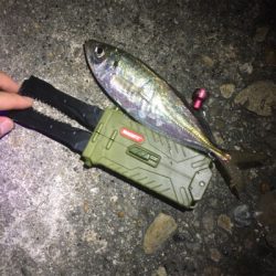 中アジ爆釣!GUNNING-STYLE