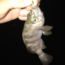 久しぶりの釣り