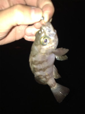 久しぶりの釣り