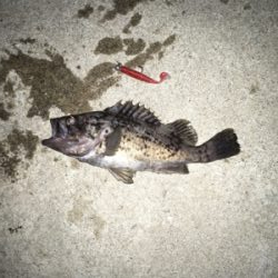 パターン入りました！