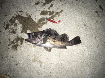 パターン入りました！