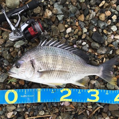 淀川ブリームゲーム 雨上がりの高活性