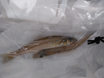 遠投したものの不発