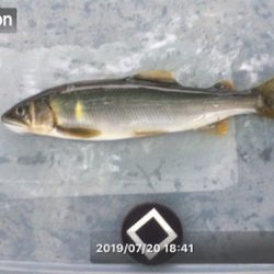安曇川鮎釣行