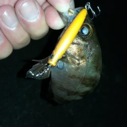 ナイトアジング