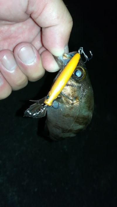 ナイトアジング