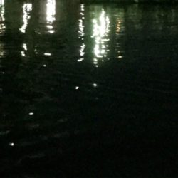 アジングでキビレ