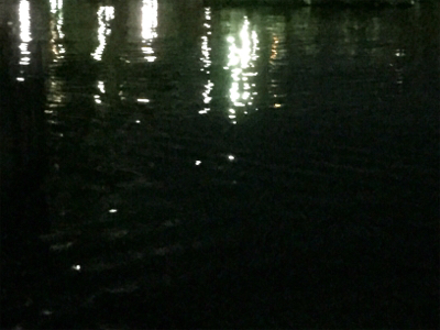 アジングでキビレ