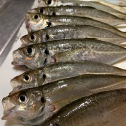 秋田港アジング